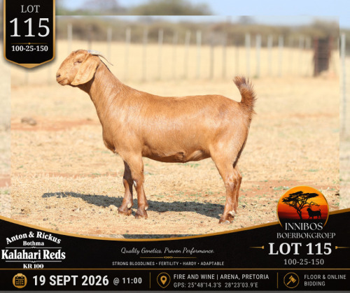 1 X KALAHARI RED DOE Anton & Rickus Bothma