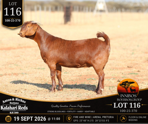 1 X KALAHARI RED DOE Anton & Rickus Bothma
