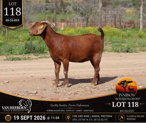1 X BOER GOAT DOE VAN HEERDEN
