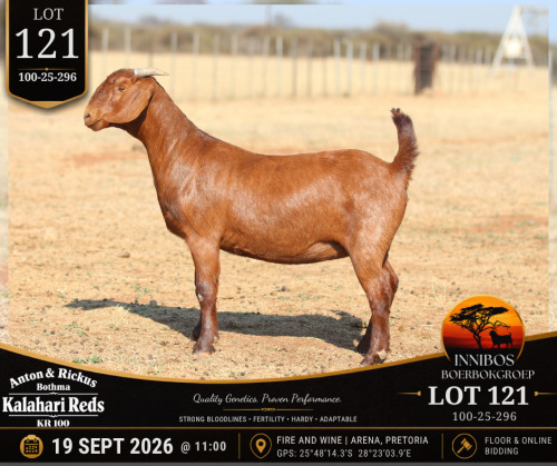 1 X KALAHARI RED DOE Anton & Rickus Bothma