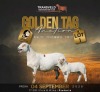 LOT 1 1+1 X MEATMASTER RECORDED GRADED EWE MODEL MEATMASTERS
