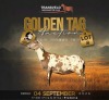 LOT 8 1 X MEATMASTER RECORDED GRADED EWE SARUMICH MEATMASTERS