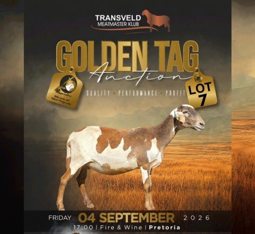 LOT 7 1 X MEATMASTER RECORDED GRADED PREGNANT EWE DE BEER BOERDERY