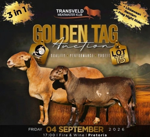 LOT 15 1+1 X MEATMASTER RECORDED GRADED PREGNANT EWE COLLEN BOERDERY
