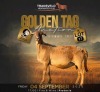 LOT 17 1 X MEATMASTER RECORDED GRADED PREGNANT EWE KAMEELFONTEIN MEATMASTERS