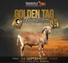 LOT 27 1 X MEATMASTER RECORDED GRADED RAM JACO VD MERWE BOERDERY