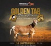 LOT 26 1 X MEATMASTER RECORDED GRADED RAM SILVRETTA MEATMASTERS
