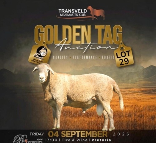 LOT 29 WITHDRAWN - 1 X MEATMASTER RAM B3 GENETICS
