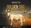 LOT 29 WITHDRAWN - 1 X MEATMASTER RAM B3 GENETICS