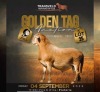LOT 25 1 X MEATMASTER RECORDED GRADED RAM KERN MEATMASTERS