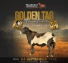 LOT 31 1 X MEATMASTER GRADED RAM CORN&Eacute; DU PLESSIS