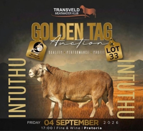 LOT 33 1 X MEATMASTER RECORDED GRADED RAM KROON MEATMASTERS