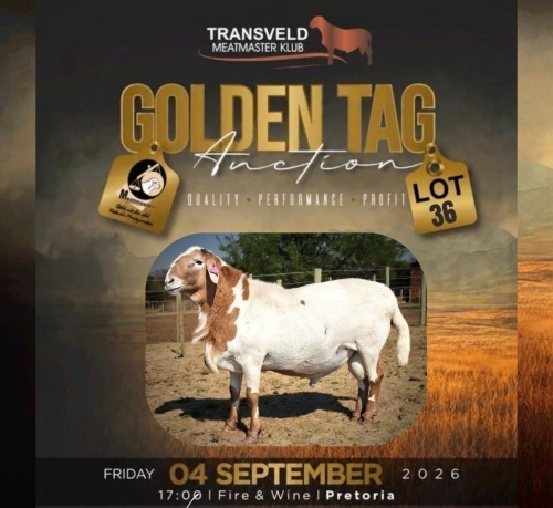 LOT 36 1 X MEATMASTER RECORDED GRADED RAM NU VINO MEATMASTERS