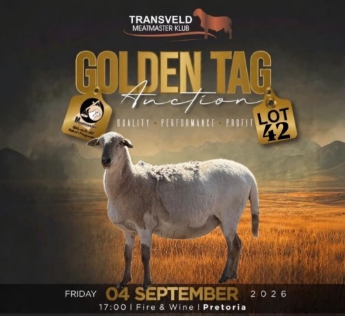 LOT 42 1 X MEATMASTER RECORDED GRADED PREGNANT EWE JACO VD MERWE BOERDERY