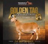 LOT 43 1 X MEATMASTER RECORDED GRADED PREGNANT EWE KERN MEATMASTERS