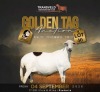 LOT 40 1 X MEATMASTER RECORDED GRADED PREGNANT EWE MODEL MEATMASTERS