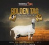 LOT 41 1 X MEATMASTER RECORDED GRADED EWE MODEL MEATMASTERS