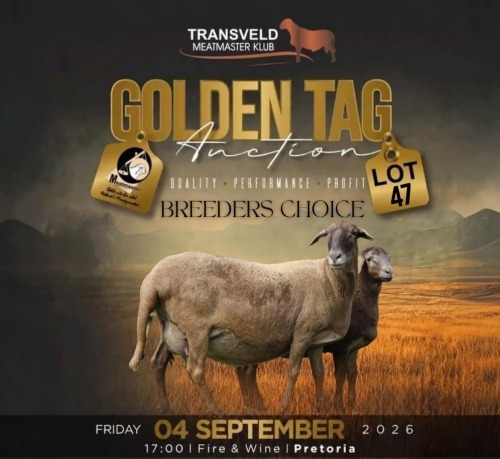 LOT 47 1+1 X MEATMASTER RECORDED GRADED EWE LANGKLOOF GAME FARM