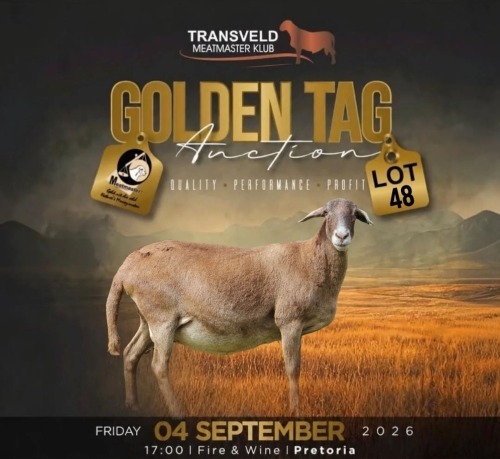 LOT 48 1 X MEATMASTER RECORDED GRADED PREGNANT EWE LANGKLOOF GAME FARM