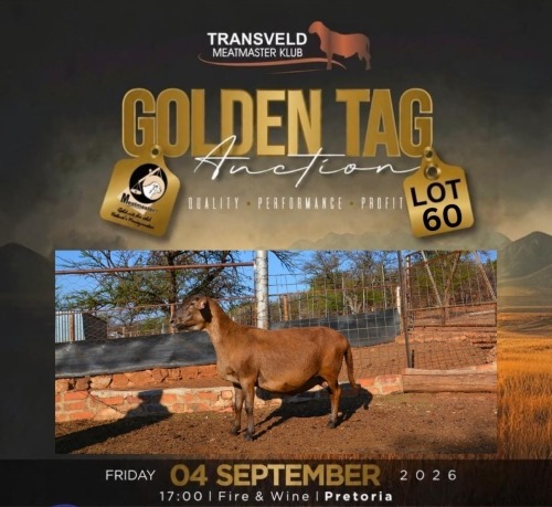 LOT 60 1+1 X MEATMASTER NOT RECORDED GRADED EWE LAPFONTEIN MEATMASTERS