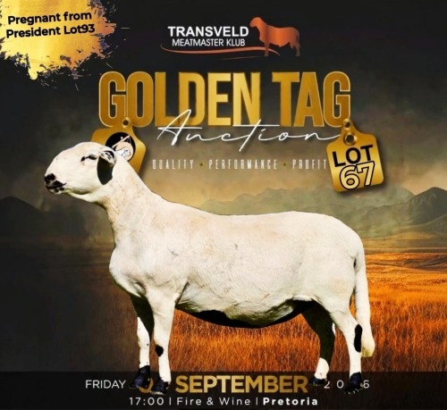 LOT 67 1 X MEATMASTER RECORDED GRADED PREGNANT EWE COLLEN BOERDERY
