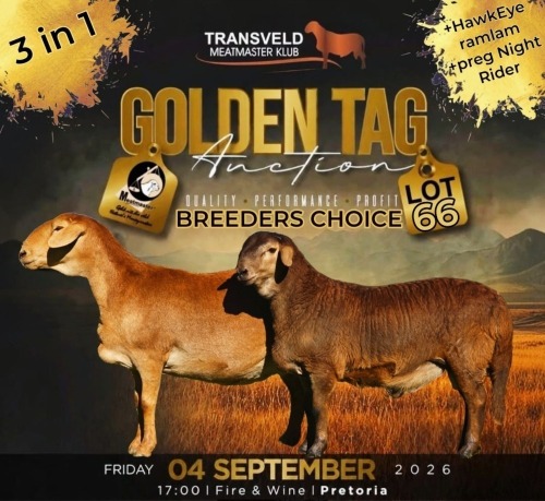 LOT 66 1+1 X MEATMASTER RECORDED GRADED PREGNANT EWE COLLEN BOERDERY