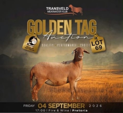 LOT 69 1 X MEATMASTER RECORDED GRADED PREGNANT EWE DINOKENG MEATMASTERS