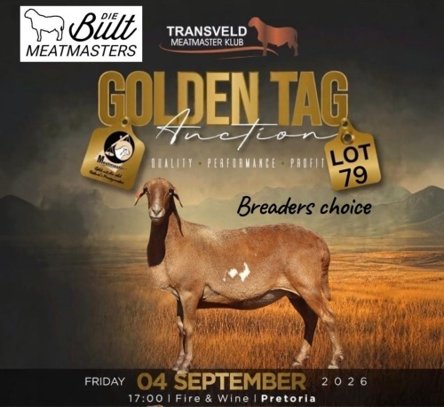 LOT 79 1 X MEATMASTER RECORDED GRADED PREGNANT EWE DIE BULT MEATMASTERS