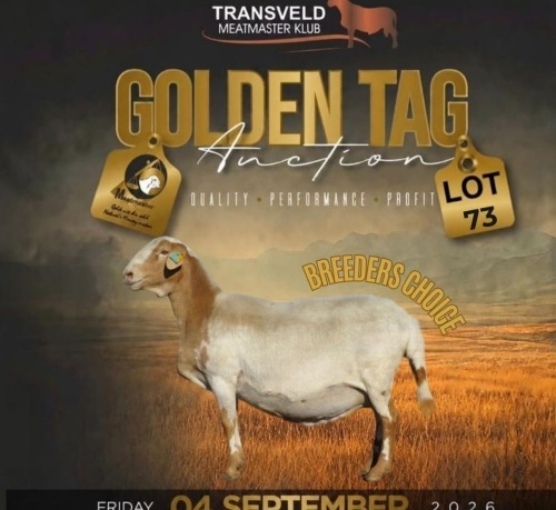 LOT 73 1 X MEATMASTER RECORDED GRADED PREGNANT EWE PARADYS MEATMASTERS