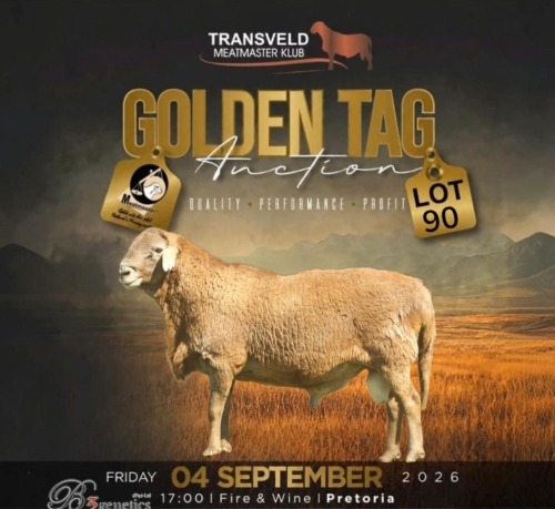 LOT 90 WITHDRAWN - 1 X MEATMASTER RAM B3 GENETICS