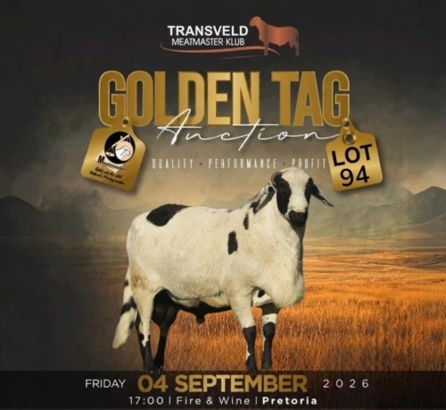 LOT 94 1 X MEATMASTER RECORDED GRADED RAM KROON MEATMASTERS