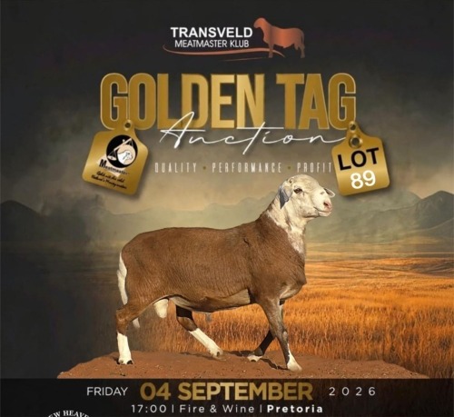 LOT 89 1 X MEATMASTER NOT RECORDED GRADED RAM NEW HEAVEN MEATMASTERS