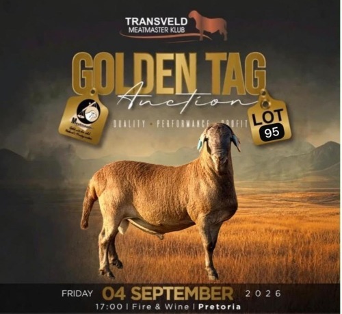 LOT 95 1 X MEATMASTER RECORDED GRADED RAM KAMEELFONTEIN MEATMASTERS