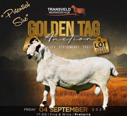 LOT 93 1 X MEATMASTER RECORDED GRADED RAM COLLEN BOERDERY