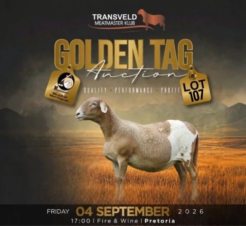 LOT 107 1 X MEATMASTER RECORDED GRADED PREGNANT EWE LANGKLOOF GAME FARM