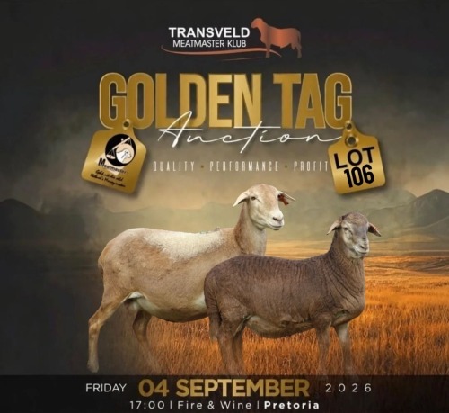 LOT 106 1+1 X MEATMASTER RECORDED GRADED EWE LANGKLOOF GAME FARM