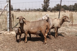 3 + 1 X OOI/EWE MEATMASTER OLIVEBRANCH MEATMASTERS (PER PIECE TO TAKE THE LOT)