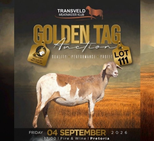 LOT 111 1 X MEATMASTER RECORDED GRADED PREGNANT EWE DE BEER BOERDERY