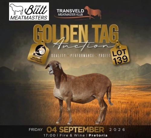 LOT 139 1 X MEATMASTER RECORDED GRADED PREGNANT EWE DIE BULT MEATMASTERS