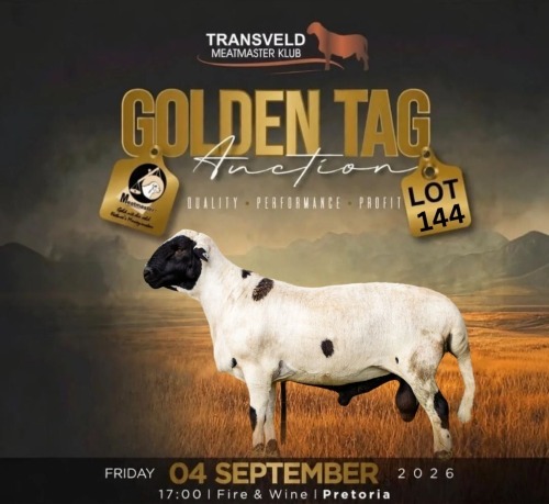 LOT 144 1 X MEATMASTER RECORDED GRADED RAM SILVRETTA MEATMASTERS