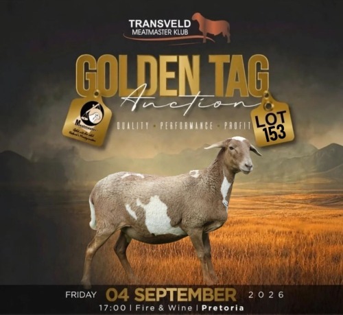 LOT 153 1 X MEATMASTER RECORDED GRADED EWE LANGKLOOF GAME FARM
