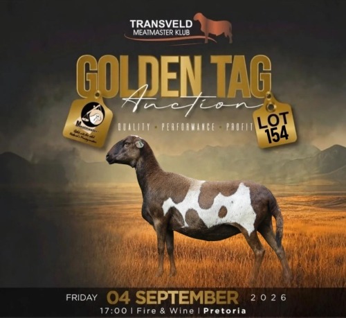 LOT 154 1 X MEATMASTER RECORDED GRADED PREGNANT EWE LANGKLOOF GAME FARM