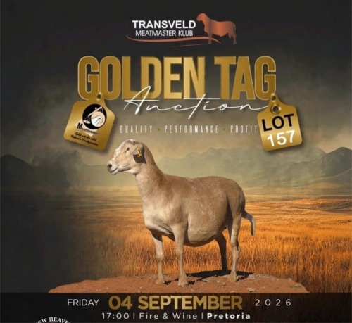 LOT 157 1 X MEATMASTER NOT RECORDED GRADED PREGNANT EWE NEW HEAVEN MEATMASTERS