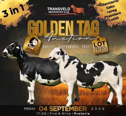 LOT 170 1+1 X MEATMASTER RECORDED GRADED PREGNANT EWE COLLEN BOERDERY