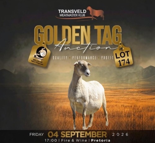LOT 174 WITHDRAWN - 1 X MEATMASTER NOT RECORDED EWE VOORWAARTS BOERDERY
