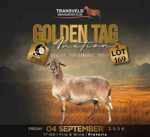 LOT 169 1 X MEATMASTER GRADED PREGNANT EWE CORN&Eacute; DU PLESSIS
