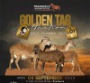 LOT 6A 1+2 X MEATMASTER NOT RECORDED GRADED EWE NEW HEAVEN MEATMASTERS