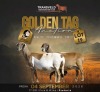 LOT 19B 1+2 X MEATMASTER NOT RECORDED GRADED EWE VOORWAARTS BOERDERY