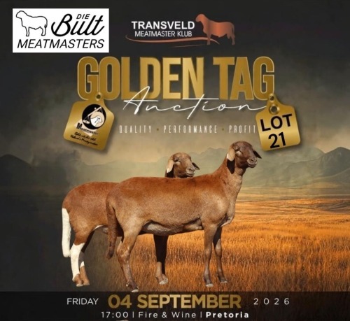 LOT 21B 1 X MEATMASTER RECORDED GRADED PREGNANT EWE DIE BULT MEATMASTERS
