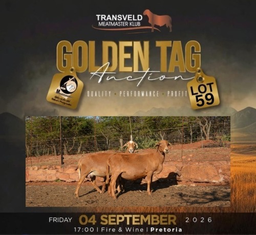 LOT 59B WITHDRAWN - 1 X MEATMASTER NOT RECORDED EWE LAPFONTEIN MEATMASTERS